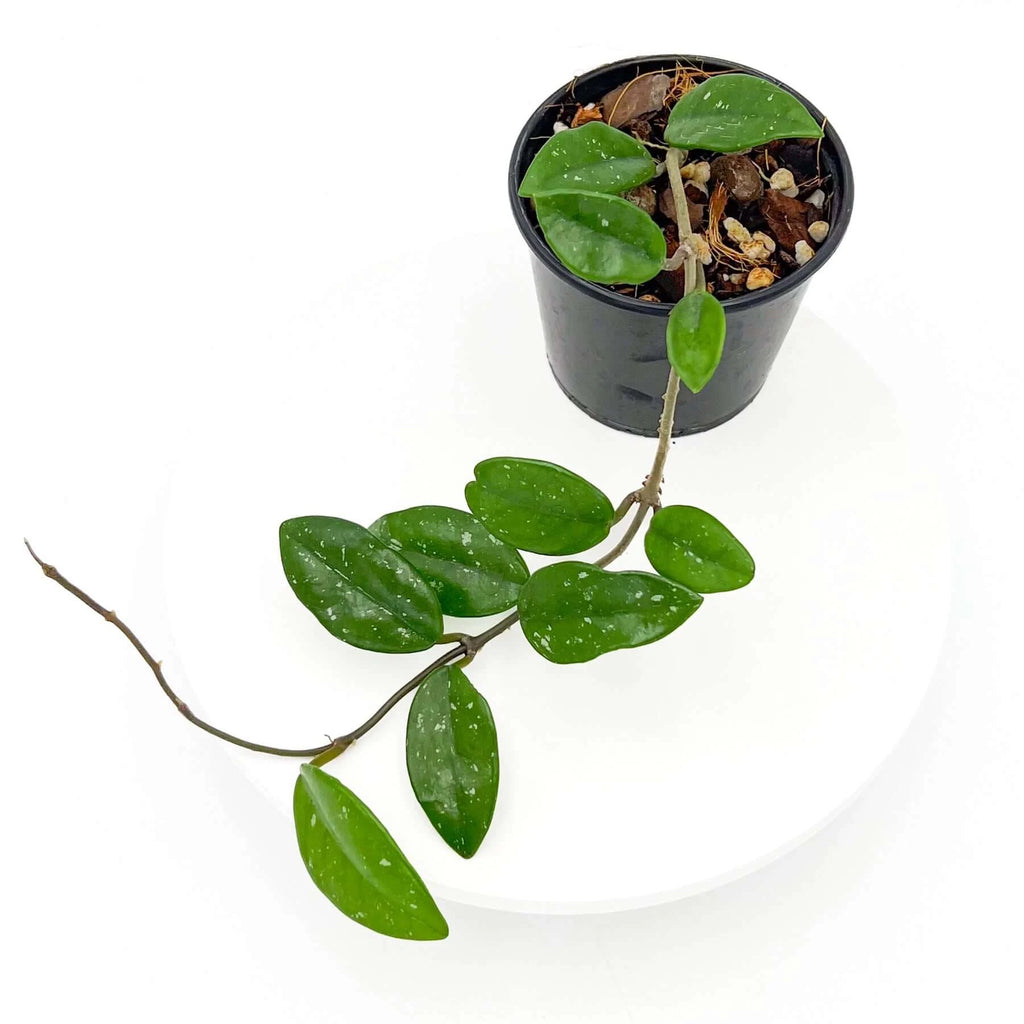 Hoya carnosa Wilbur Graves | Indoor Plant | Chalet Boutique - Australia