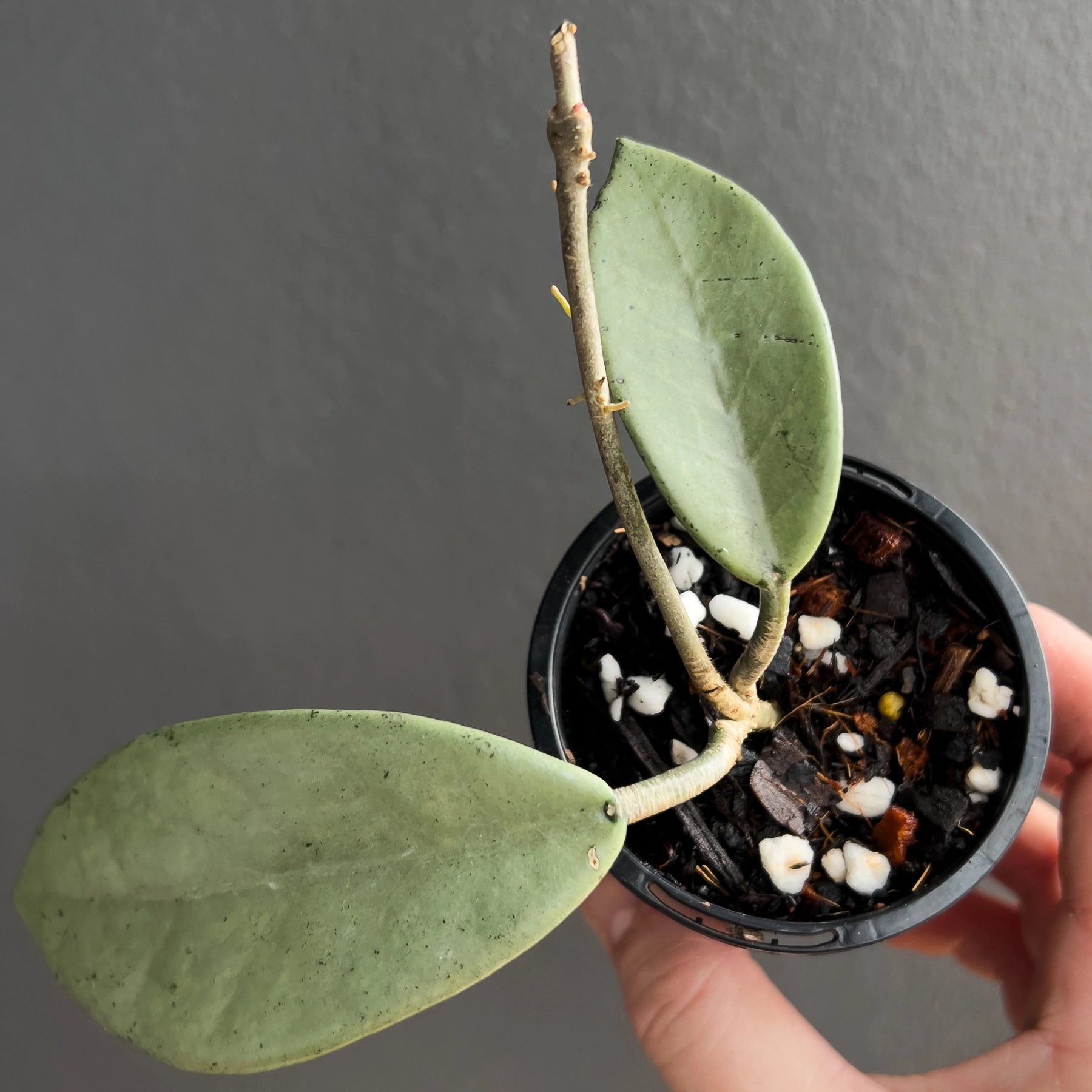 Hoya Wilbur Graves Super Silver - Rare Indoor Plant