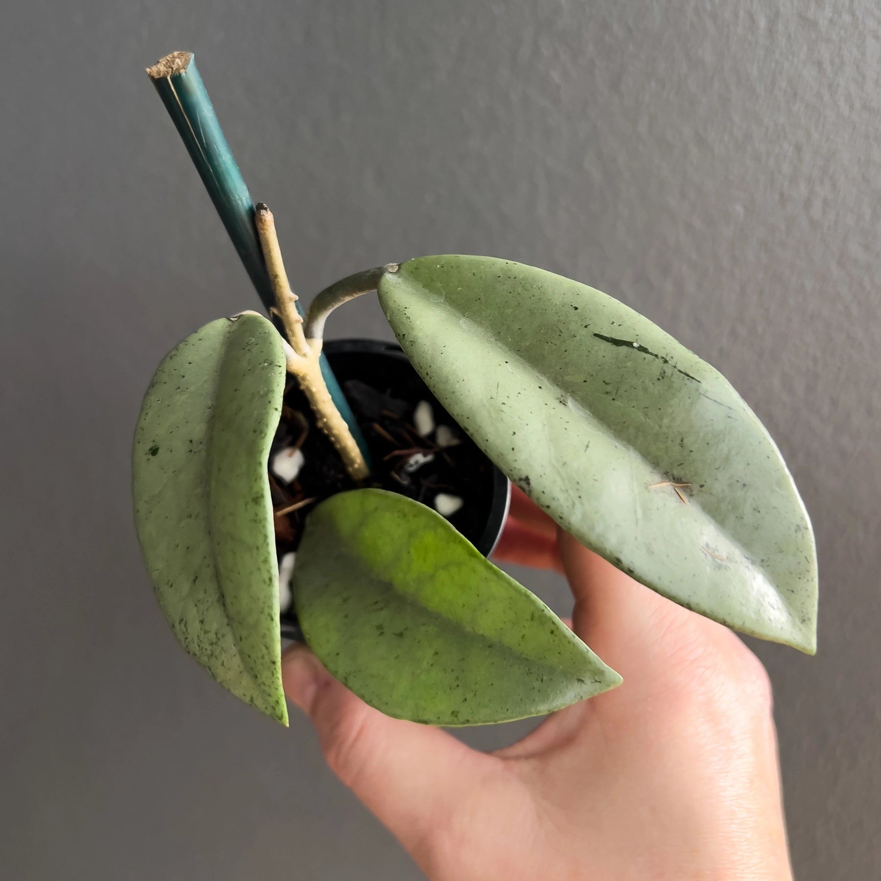 Hoya Wilbur Graves Super Silver - Rare Indoor Plant