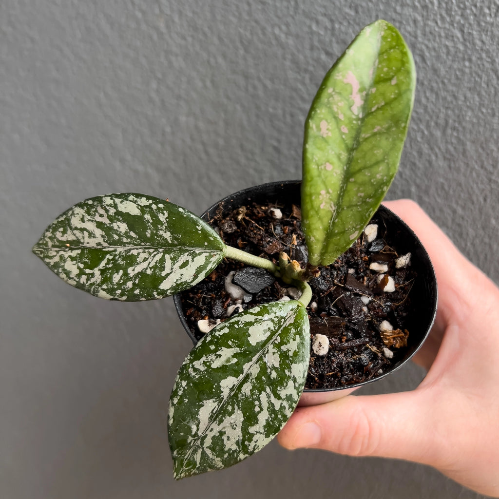 Hand holding a Hoya carnosa Wilbur Graves showing thick green leaves covered in dense silver flecking with a glossy finish. Rare indoor plant nursery Australia.