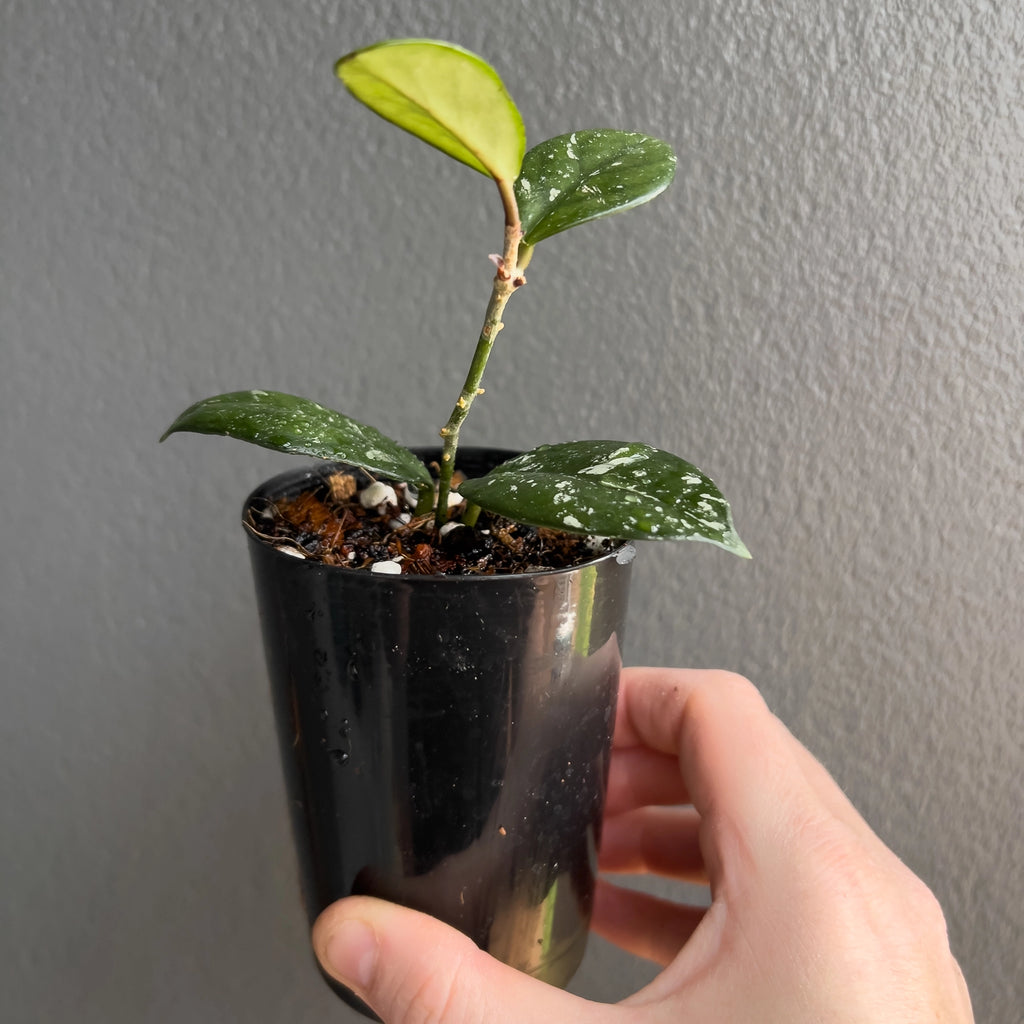 Cluster of Hoya carnosa Wilbur Graves leaves in hand with bold silver patterning and smooth glossy texture catching soft light. Rare indoor plant nursery Australia.