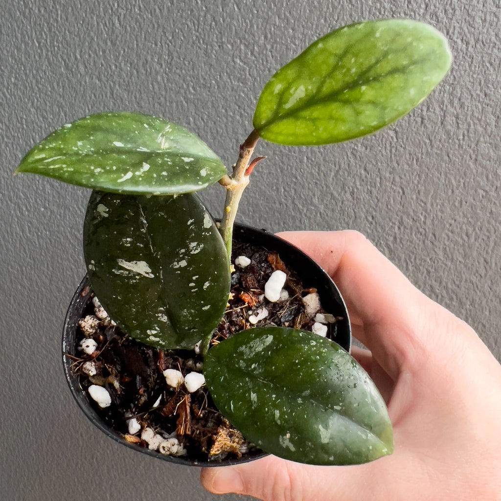 Hand holding a Hoya carnosa Wilbur Graves showing bright silver mottling across each leaf and a tidy trailing habit. Buy rare indoor plants online in Australia.