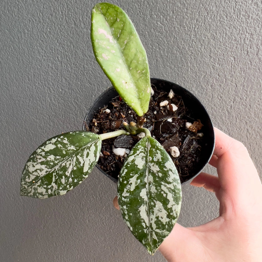 Hoya carnosa Wilbur Graves in a black nursery pot with trailing vines and shimmering speckled leaves set against a neutral background. Trusted indoor plant shop Australia.