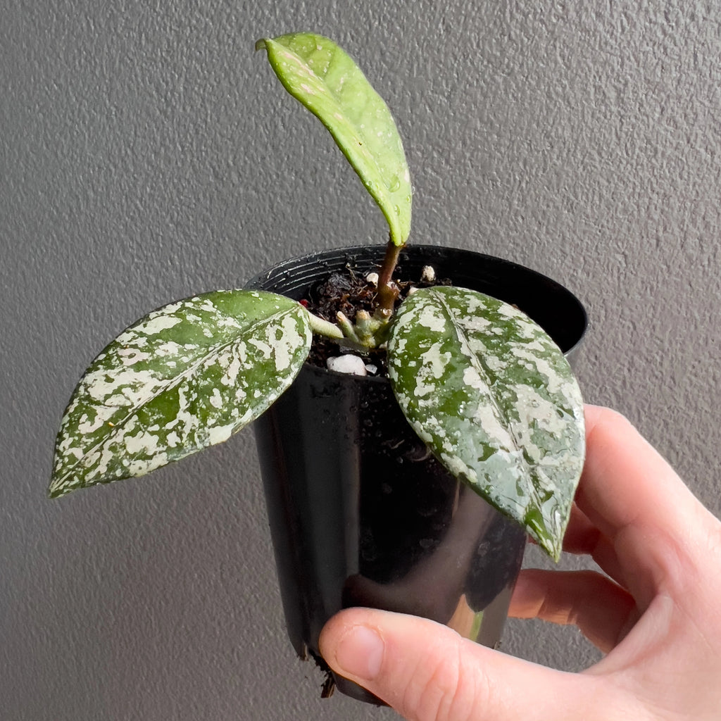 Close view of Hoya carnosa Wilbur Graves in hand highlighting the heavy silver splash pattern across the firm oval foliage. Rare indoor plant collectors Australia.