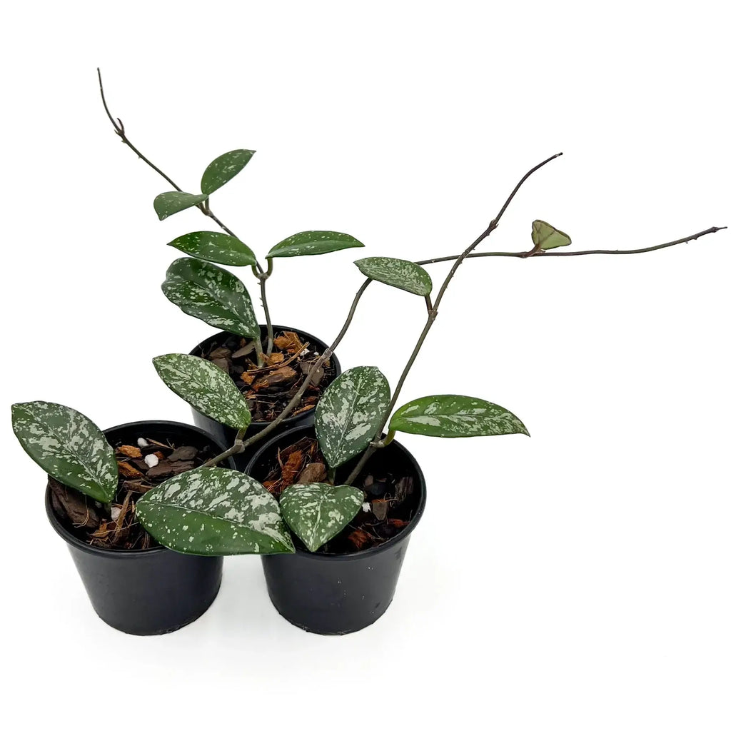 Hoya Wilbur Graves in black pots with thick green leaves and silver speckling, showcasing unique indoor plants, Chalet Boutique, Australia.