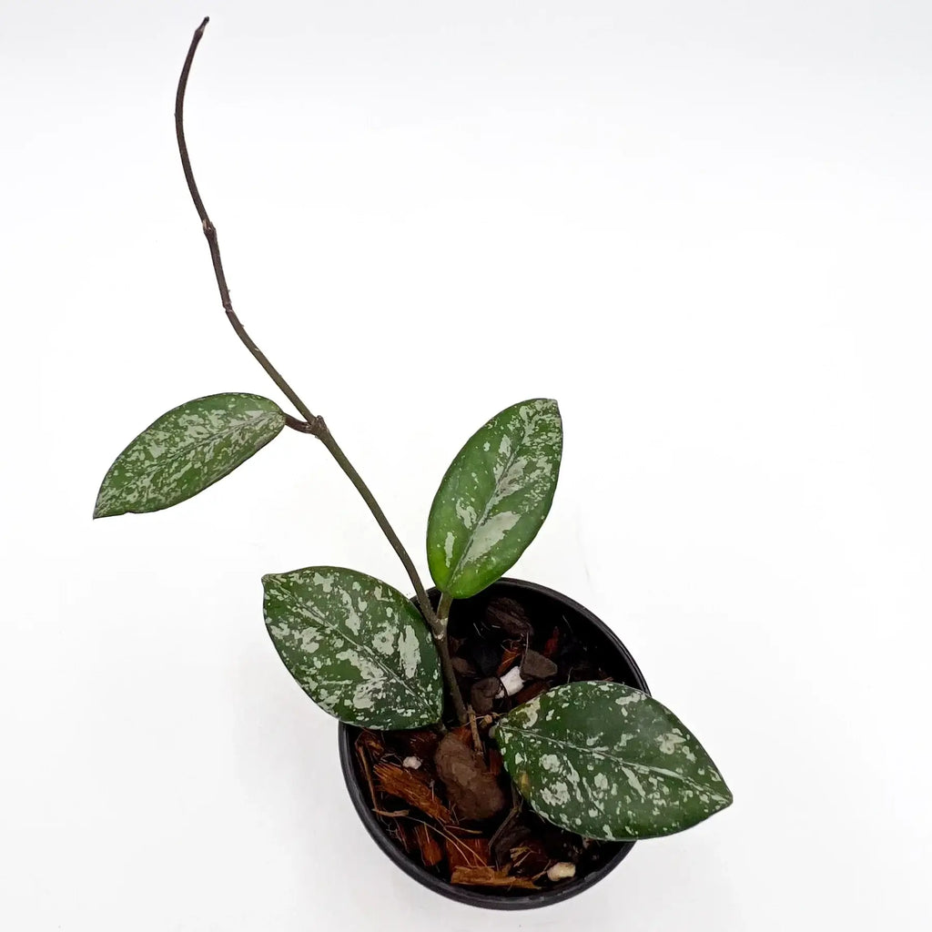 Hoya Wilbur Graves with thick green leaves and silver variegation in a black pot, ideal for indoor plants. Chalet Boutique, Australia.