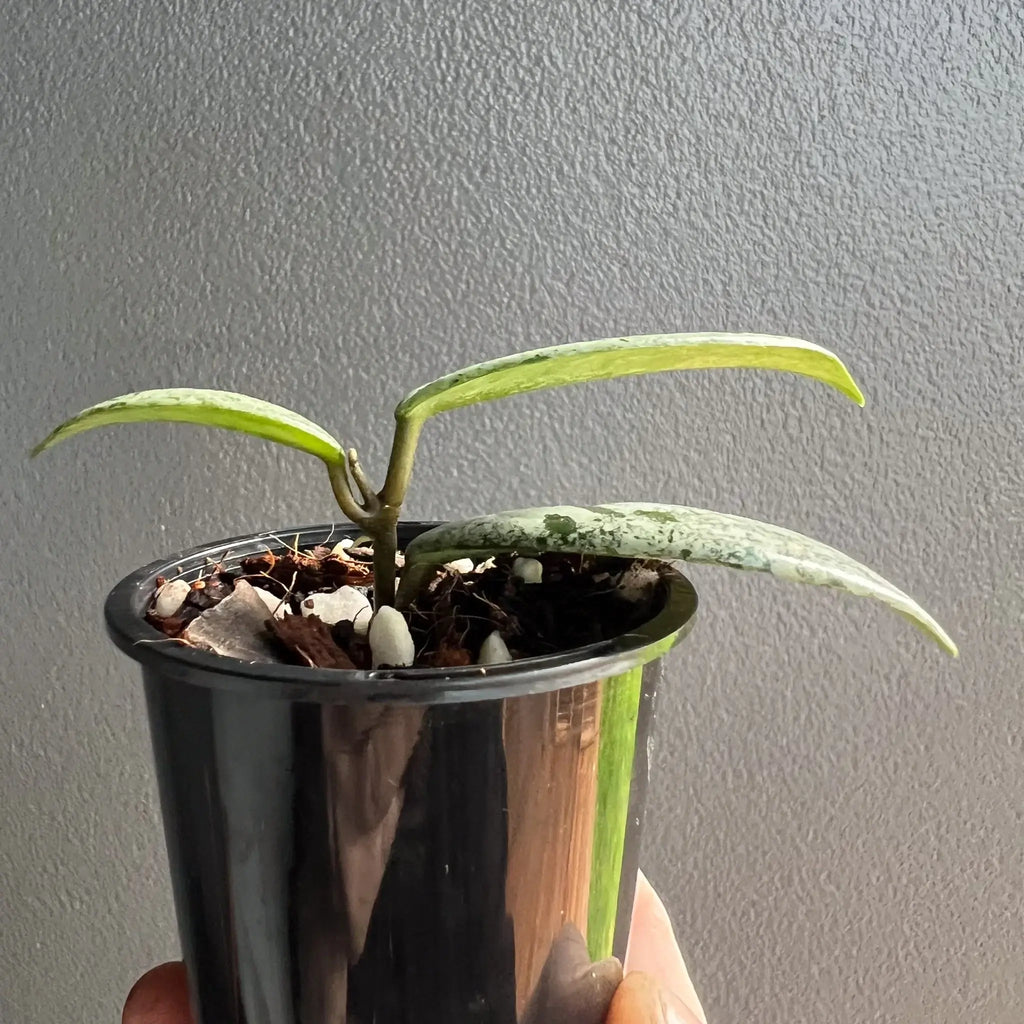 Hoya Wilbur Graves 'High Silver' plant in a pot showcasing variegated leaves, available at Chalet Boutique, Australia.