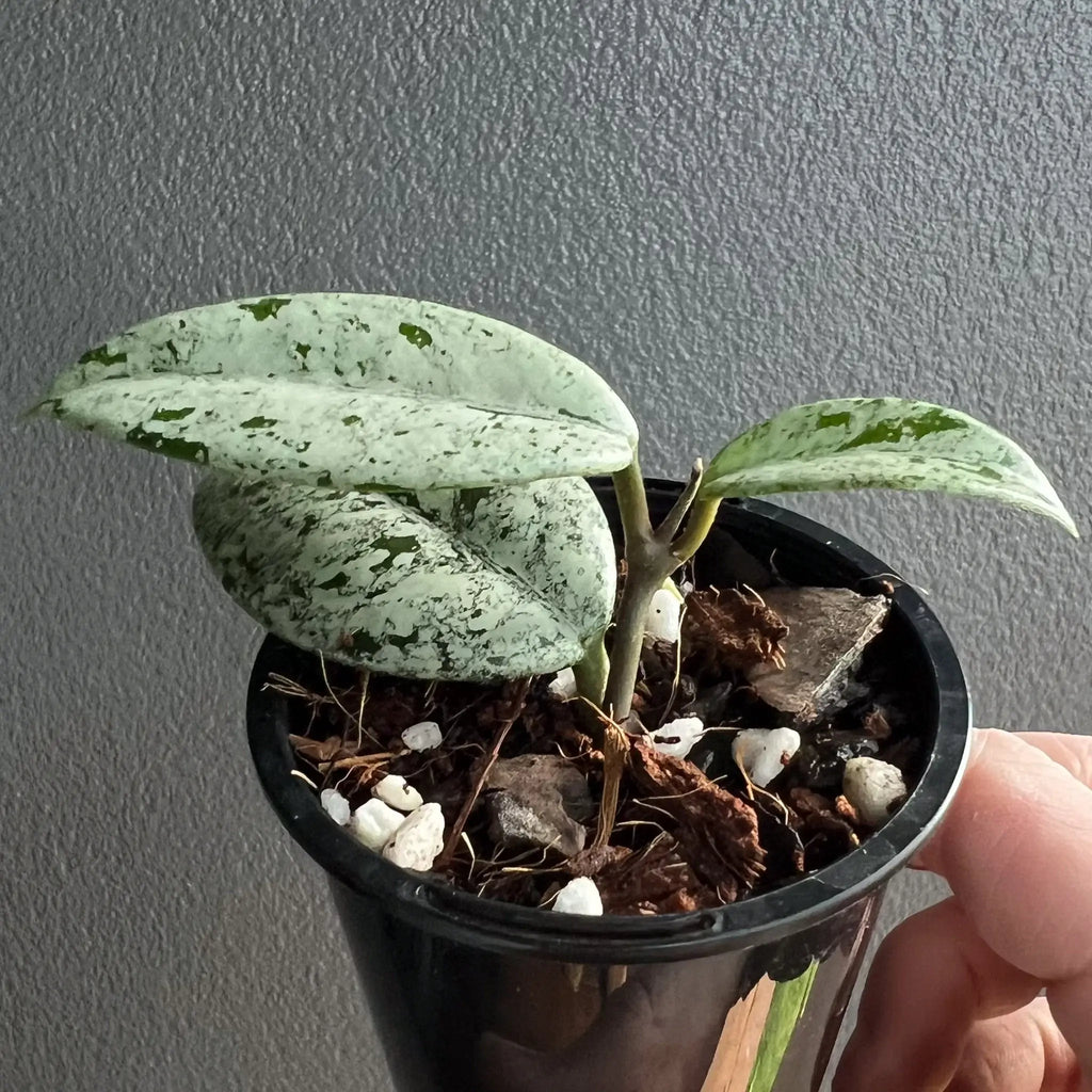 Hoya Wilbur Graves 'High Silver' in a nursery pot showcasing striking variegated leaves. Chalet Boutique, Australia.
