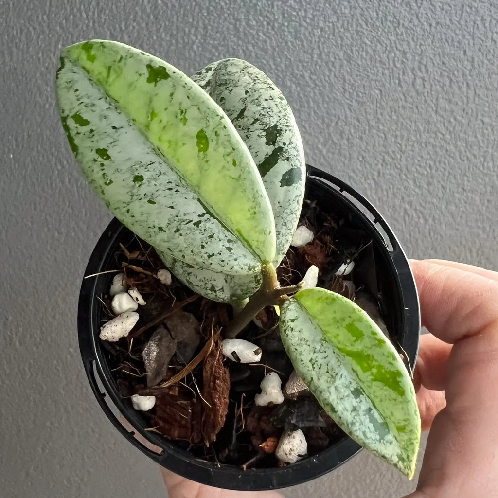 Hoya Wilbur Graves 'High Silver' with striking silver variegation in a black pot, perfect for indoor plant lovers. Chalet Boutique, Australia.