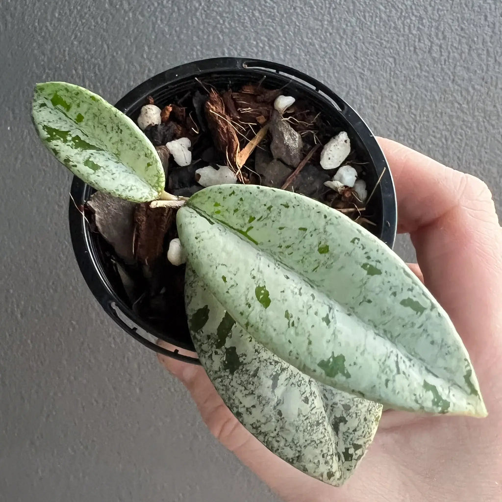 Hoya Wilbur Graves 'High Silver' plant with variegated leaves in a pot, emphasizing unique indoor plants Australia. Chalet Boutique, Australia.