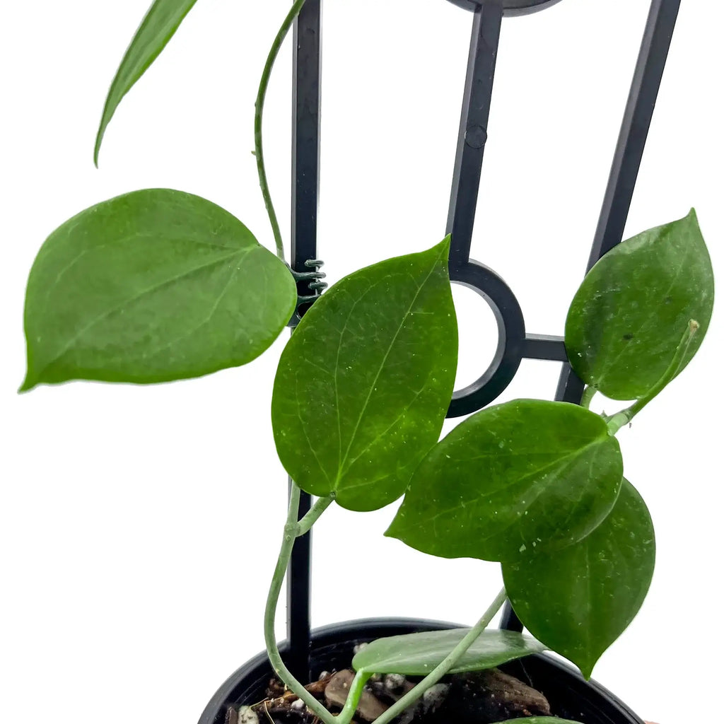 Hoya aldrichii with shiny green leaves in a pot, perfect for rare indoor plant enthusiasts. Chalet Boutique, Australia.