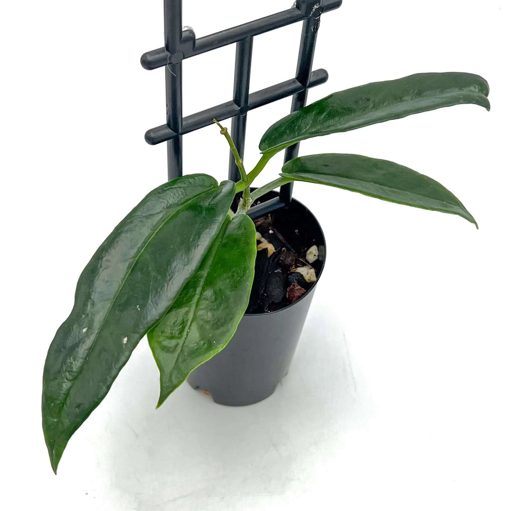 Hoya archboldiana 'Red' | Indoor Plant | Chalet Boutique - Australia