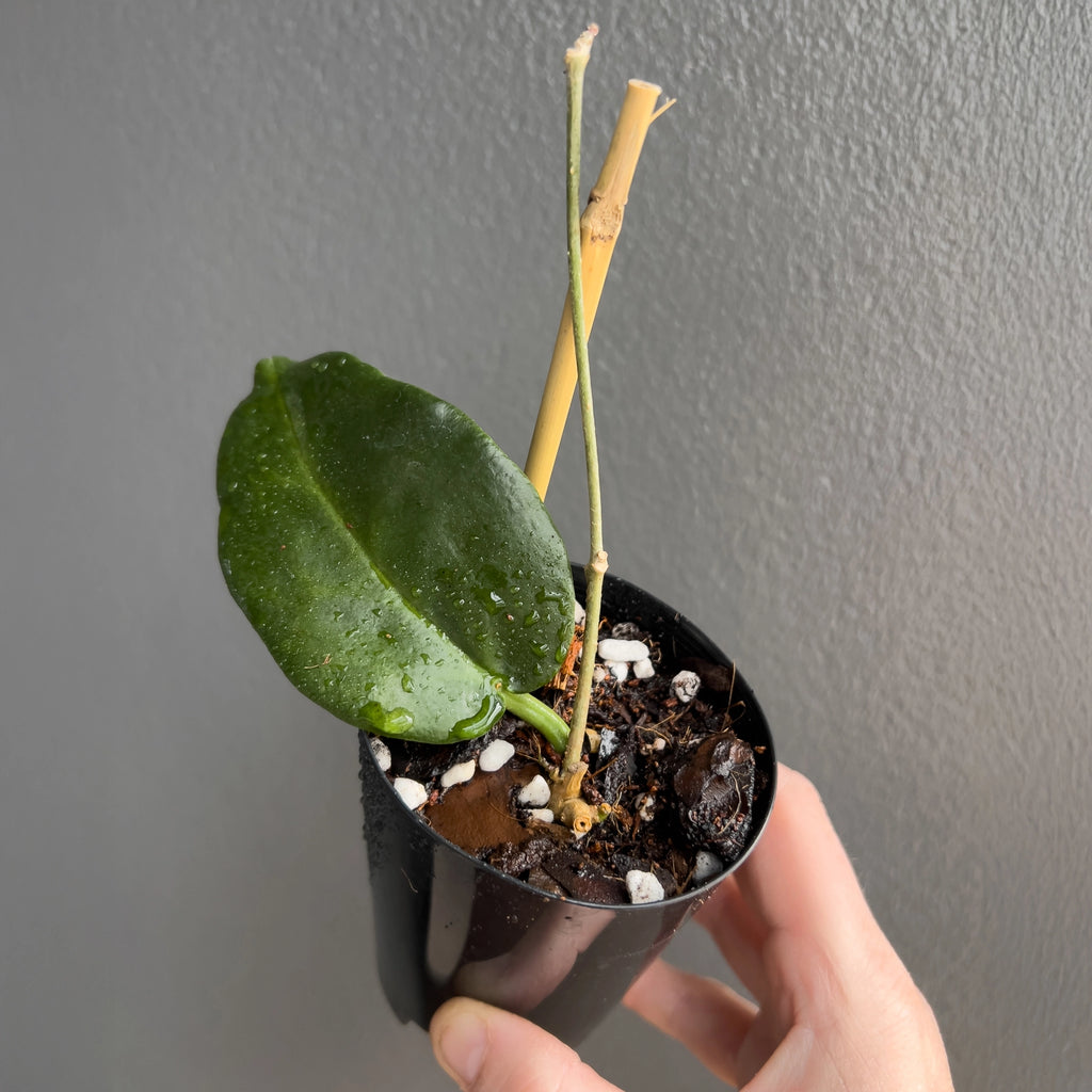 Hand holding a Hoya archboldiana Red showing the heavy leaf structure, rich green shading and subtle sheen under soft light. Buy rare indoor plants online in Australia.