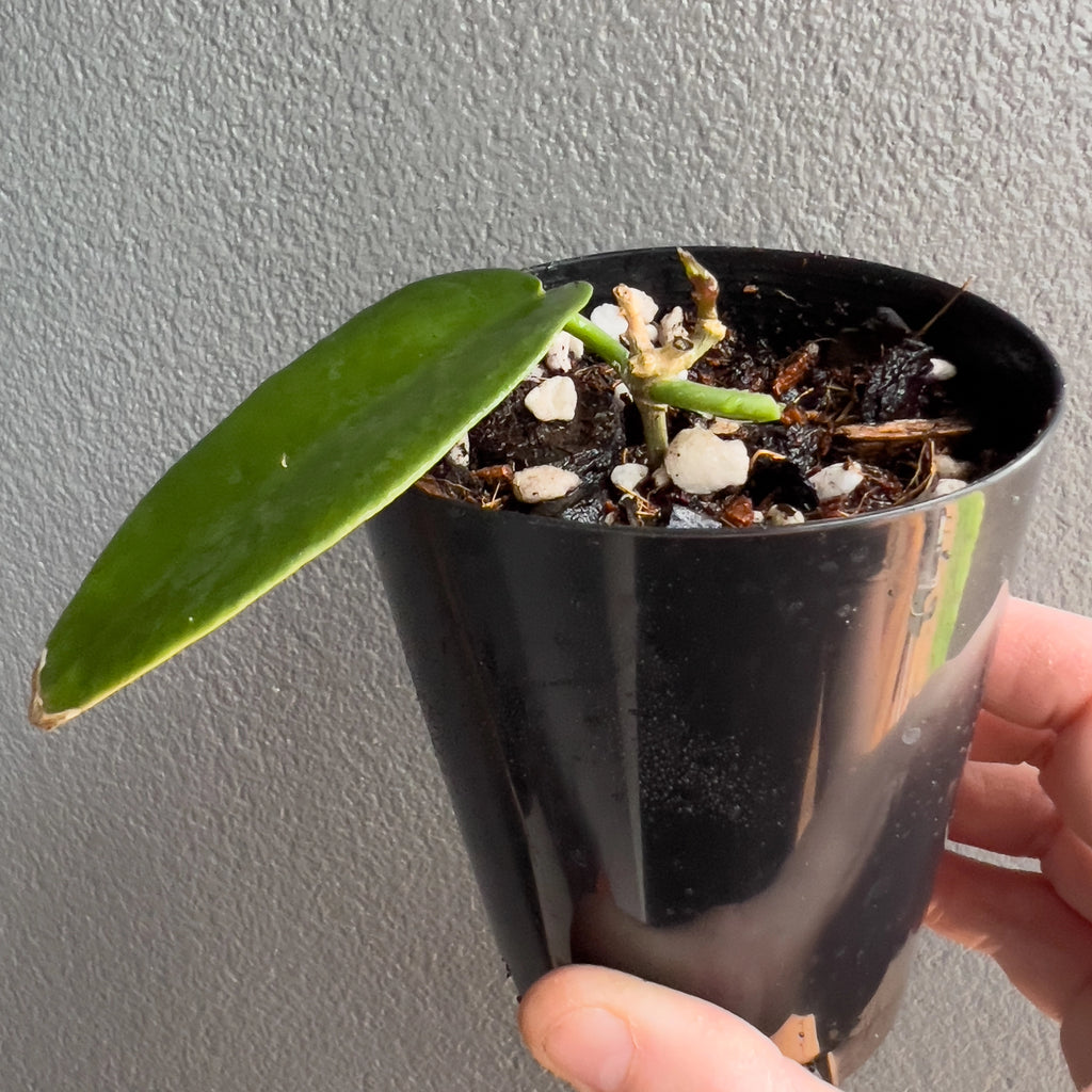 Hoya archboldiana Red held close to the camera showing broad thick foliage and a clean glossy surface across each leaf. Rare indoor plant collectors Australia.
