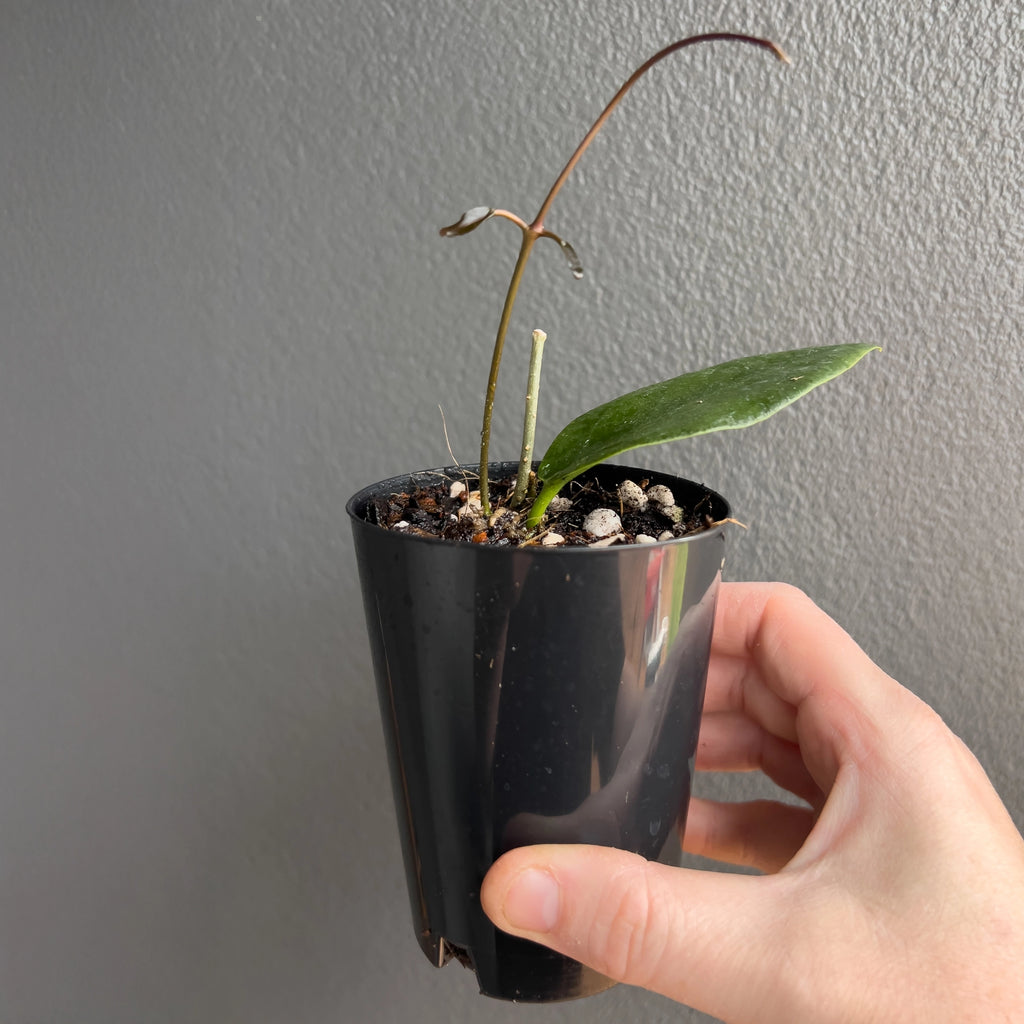 Hoya archboldiana Red in a black nursery pot with sturdy vines and wide oval leaves sitting against a neutral background. Trusted indoor plant shop Australia.