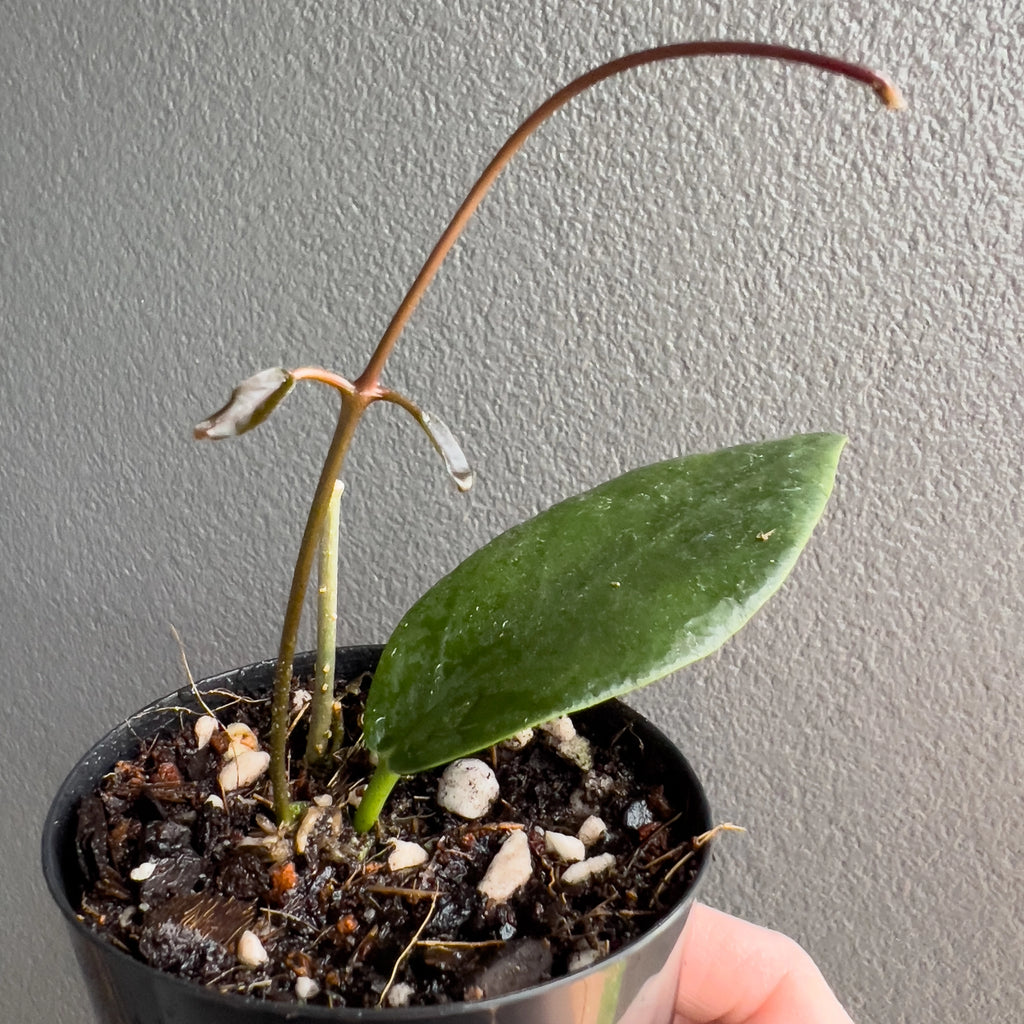 Hand holding a Hoya archboldiana Red showing thick glossy leaves with a deep green tone and strong upright growth. Rare indoor plant nursery Australia.