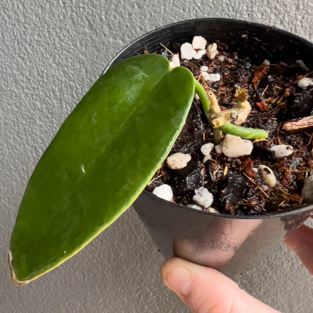 Cluster of Hoya archboldiana Red leaves in hand with bold shape, smooth texture and strong upright habit. Rare indoor plant nursery Australia.