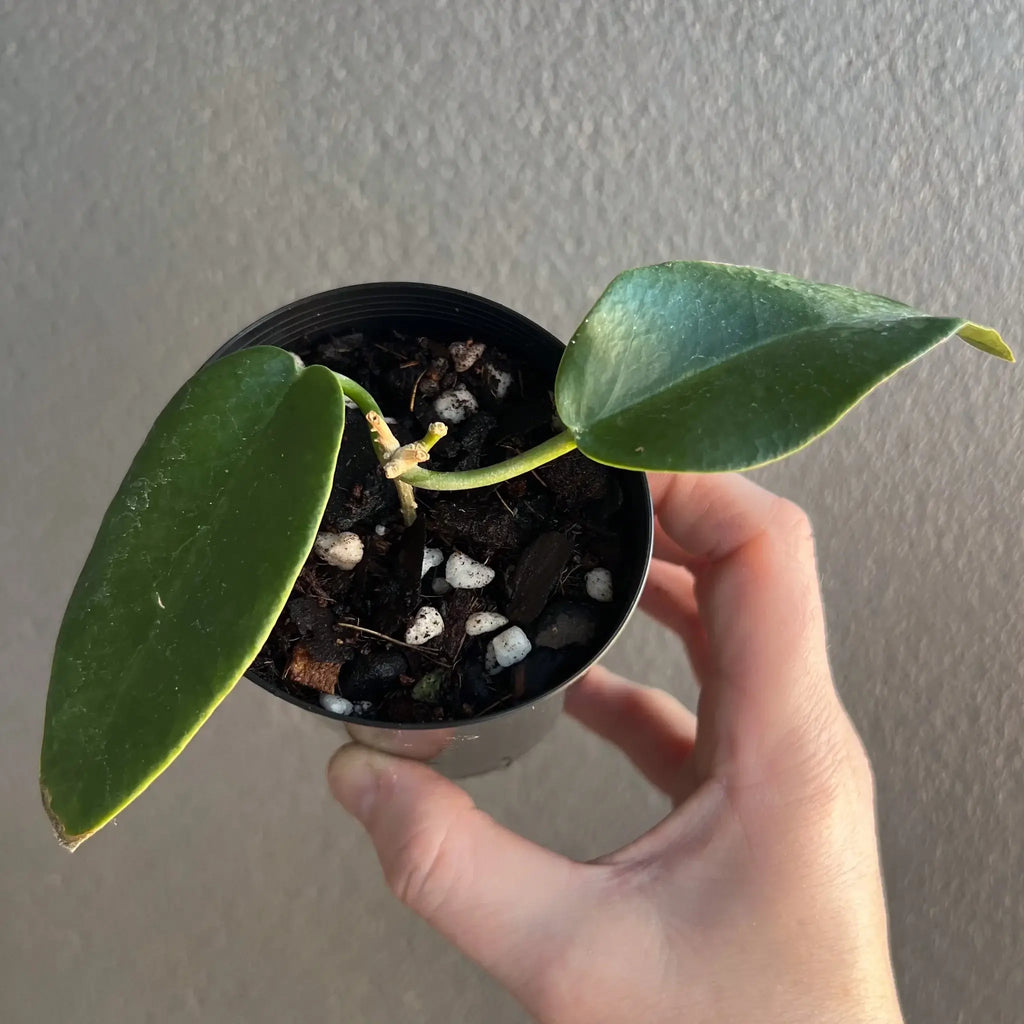 Hoya archboldiana 'Red' plant with thick leaves in a hand, showcasing rare indoor plant beauty. Chalet Boutique, Australia.