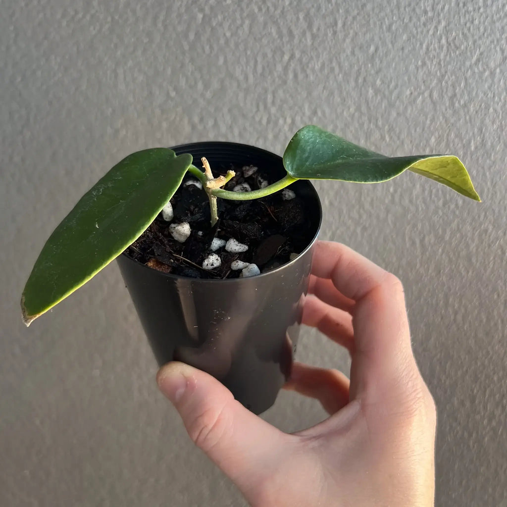 Hand holding a Hoya archboldiana 'Red' plant in a black pot, showcasing lush green leaves. Chalet Boutique, Australia.