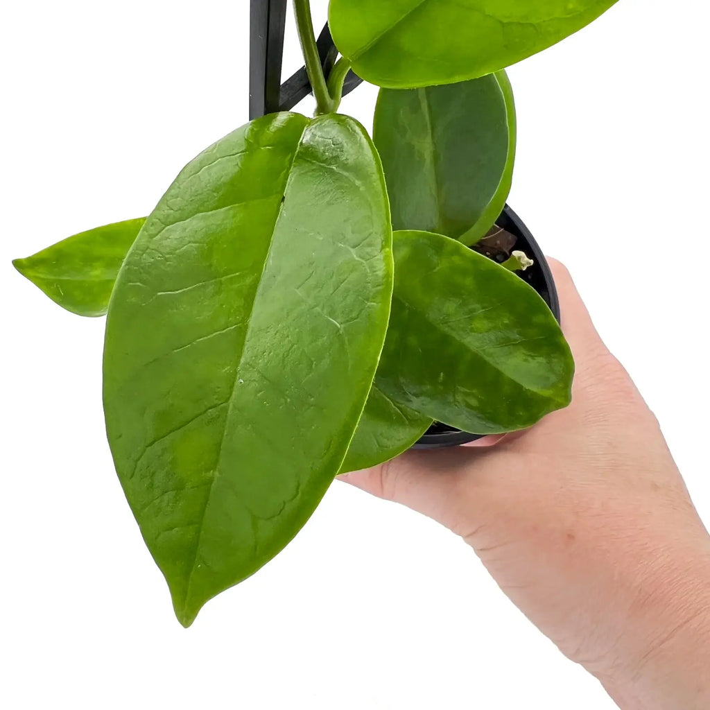 Hoya australis ssp. sanae | Indoor Plant | Chalet Boutique - Australia