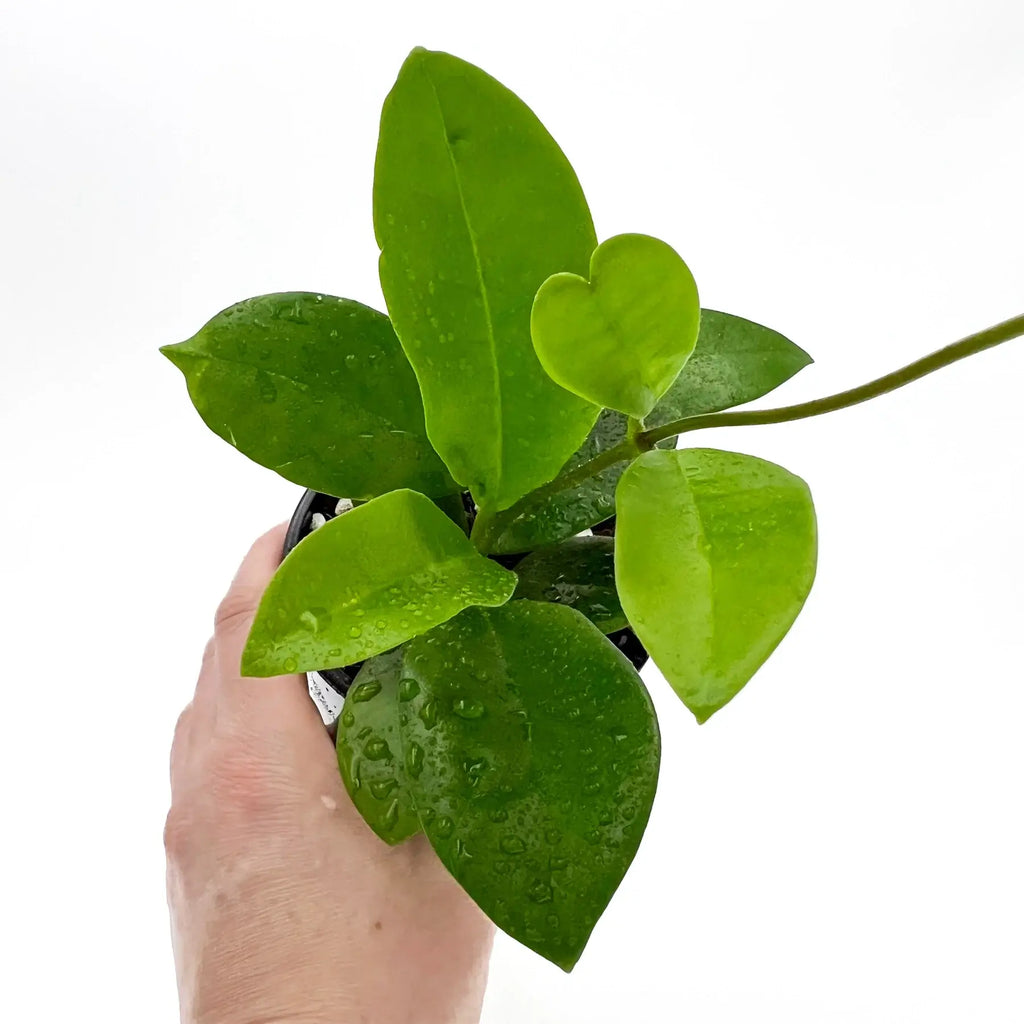 Hoya australis ssp. sanae | Indoor Plant | Chalet Boutique - Australia