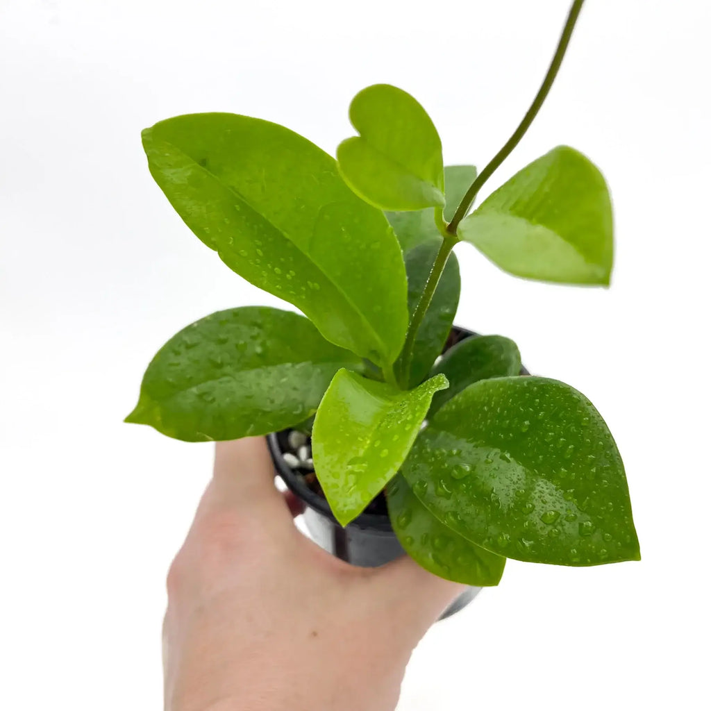 Hoya australis ssp. sanae | Indoor Plant | Chalet Boutique - Australia