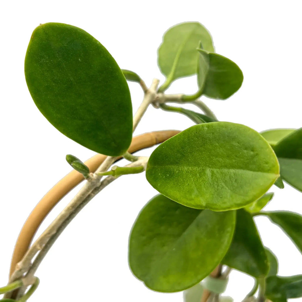 Hoya australis Silver Valley plant leaves showcasing lush green foliage, perfect for indoor settings. Chalet Boutique, Australia.