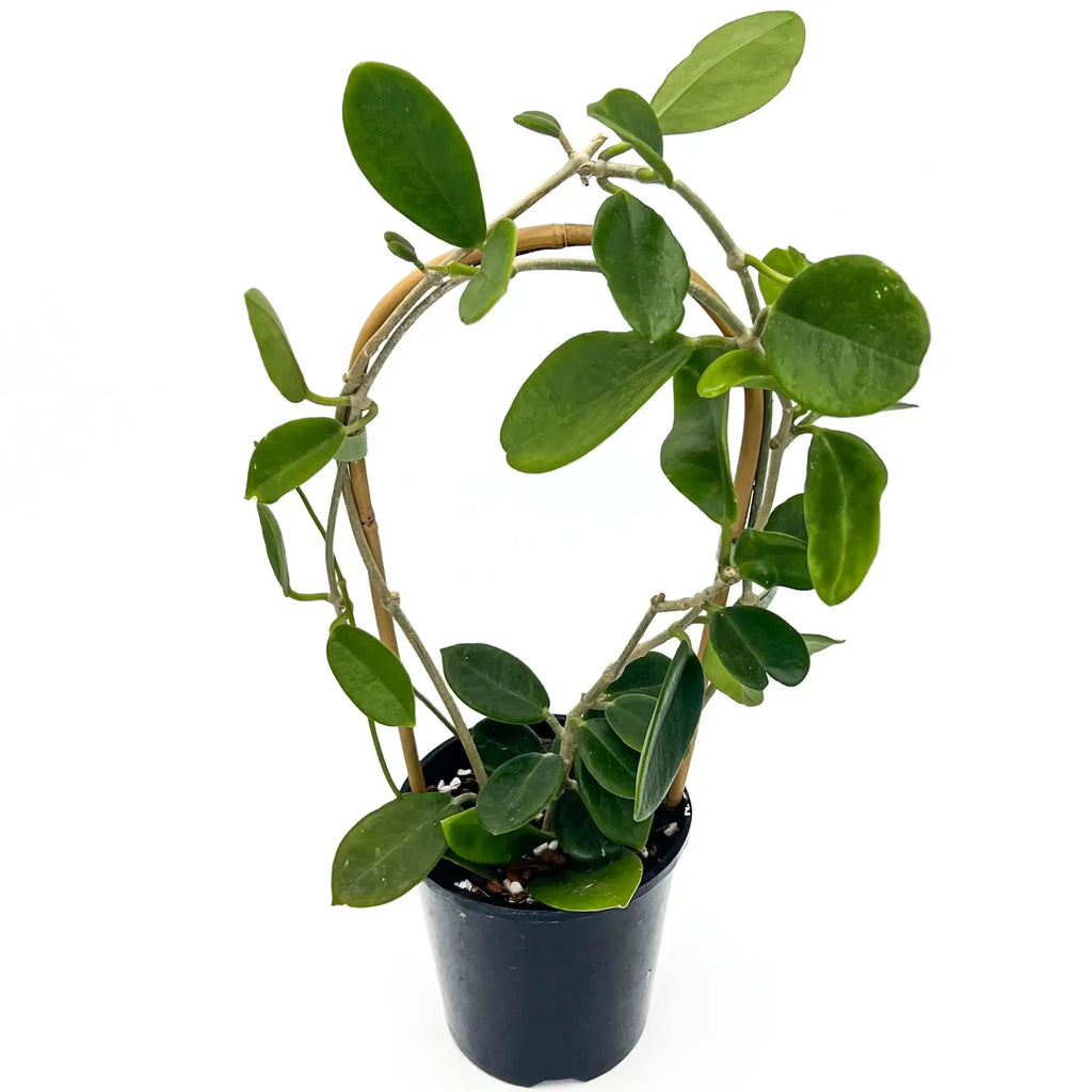 Hoya australis Silver Valley in a pot, showcasing its lush green leaves and unique growth form. Chalet Boutique, Australia.