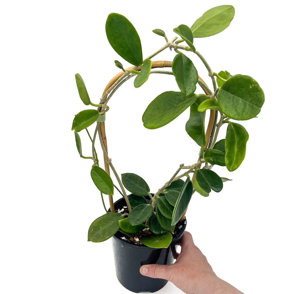 Hoya australis Silver Valley in a black pot, showcasing vibrant green leaves, ideal for indoor and outdoor settings. Chalet Boutique, Australia.