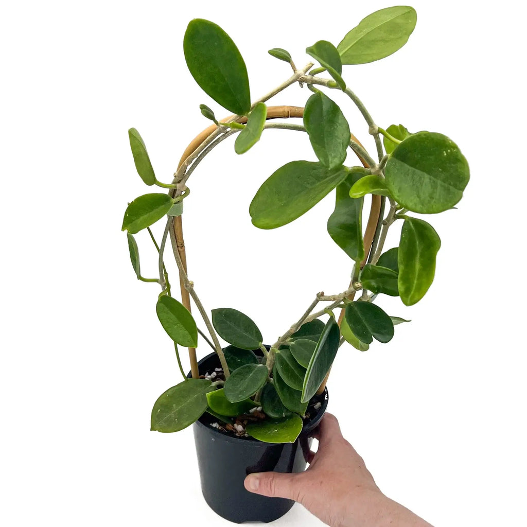 Hoya australis Silver Valley plant in a pot, featuring lush green pointed leaves, ideal for indoor gardening. Chalet Boutique, Australia.