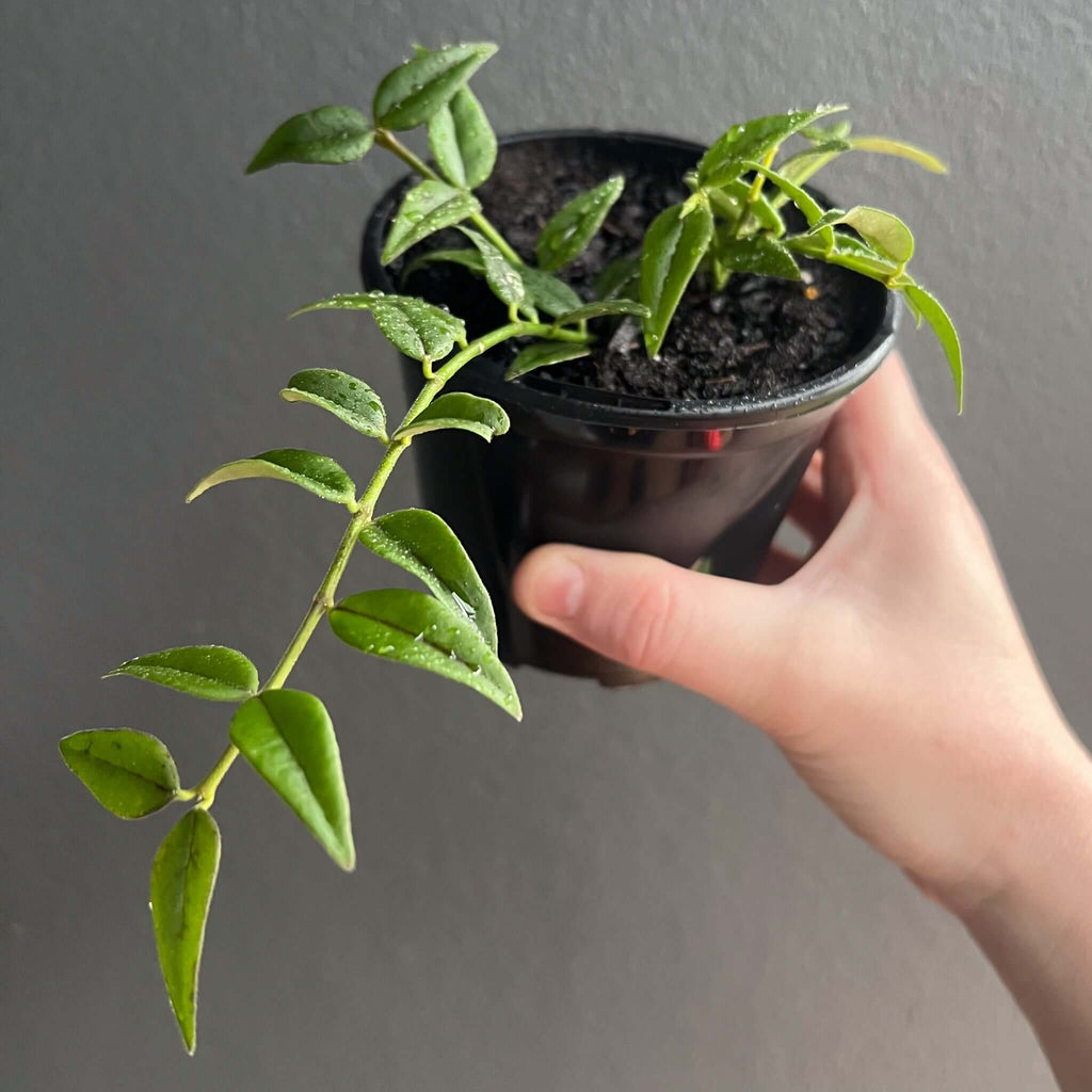 Hoya Bella indoor plant in hand, featuring cascading vines and glossy leaves, perfect for small pots or hanging baskets. Chalet Boutique, Australia.
