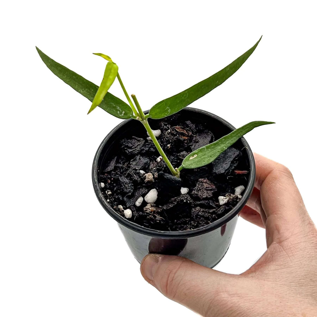 Hoya burmanica | Indoor Plant | Chalet Boutique - Australia