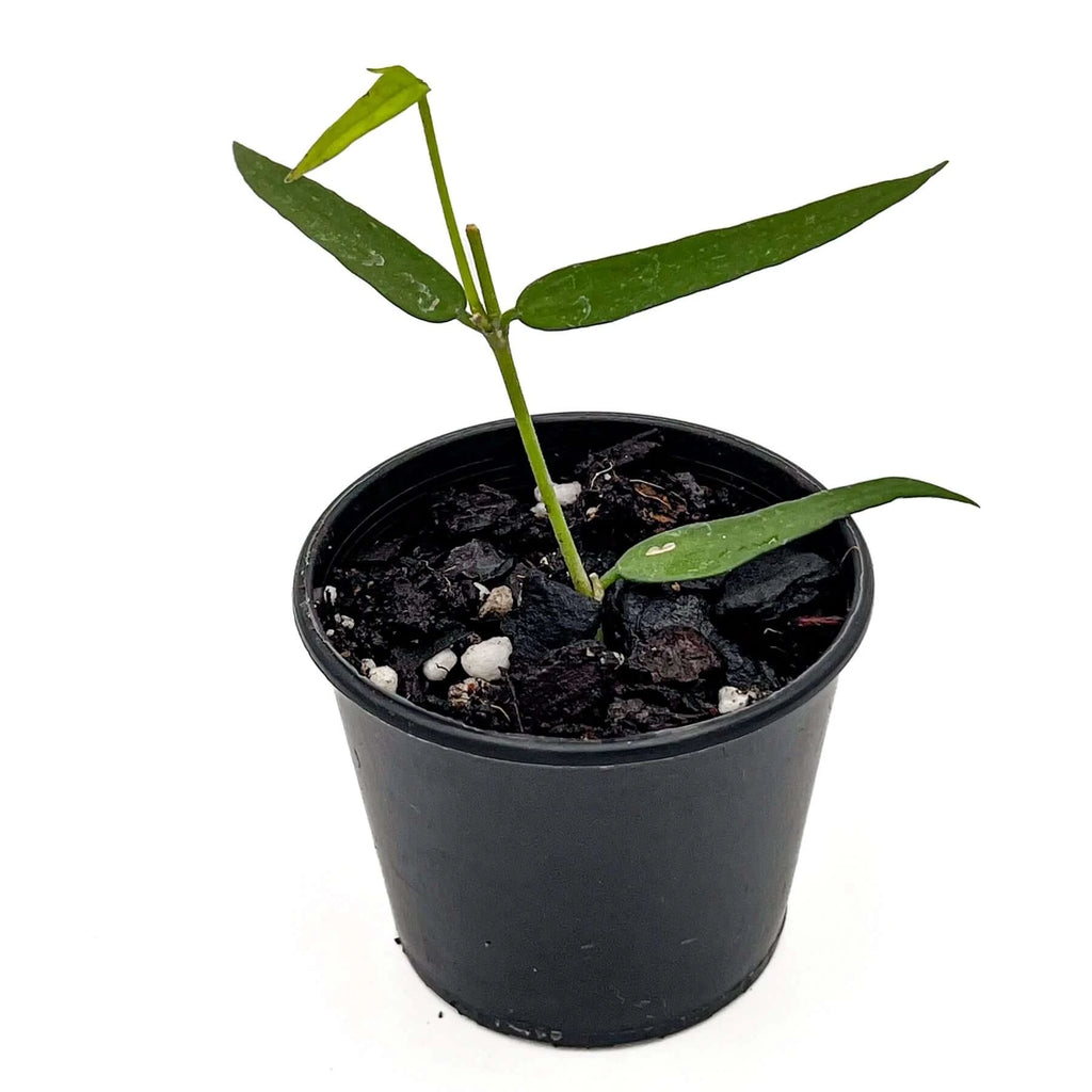 Hoya burmanica | Indoor Plant | Chalet Boutique - Australia