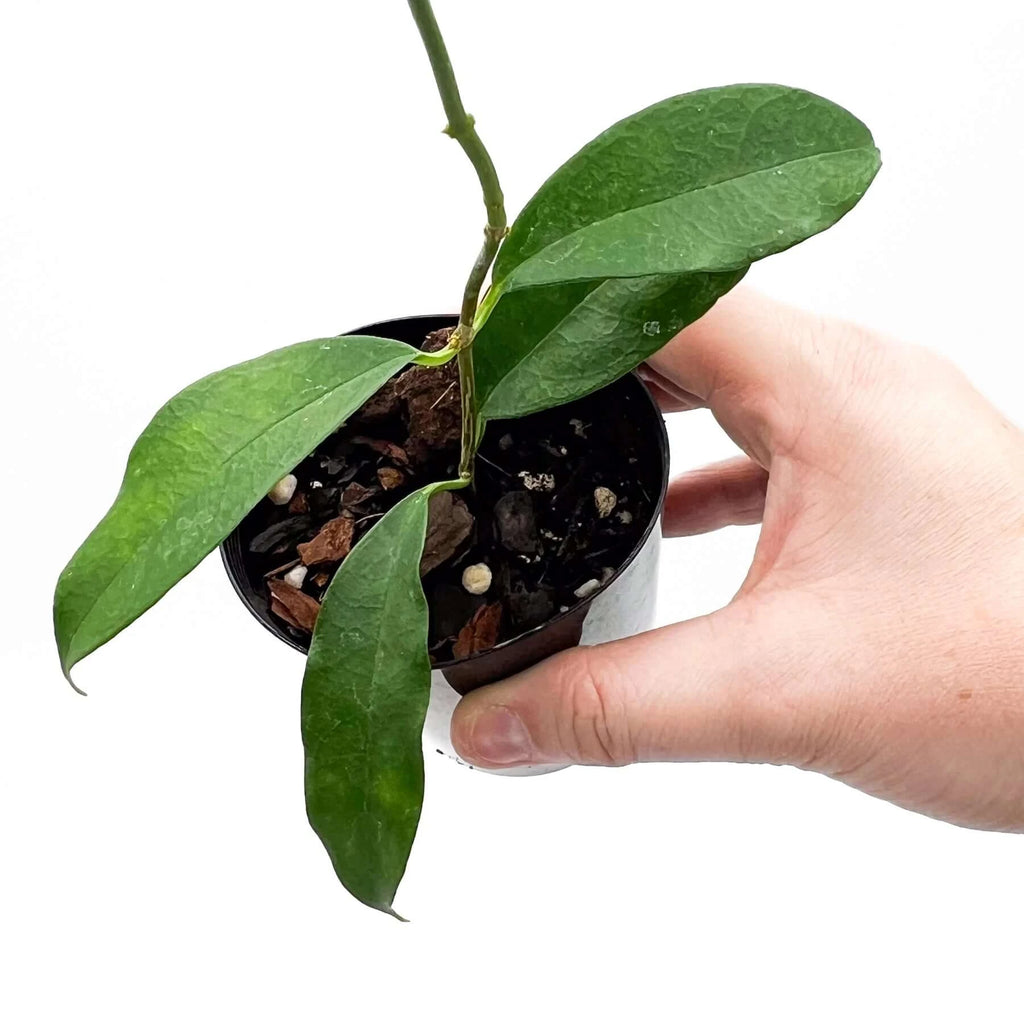 Hand holding a Hoya campanulata plant in a pot, showcasing its vibrant green leaves, perfect for rare indoor plants. Chalet Boutique, Australia.