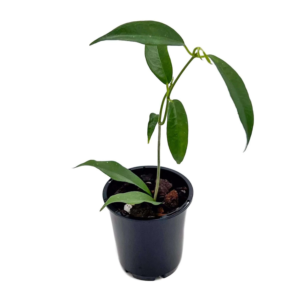 Hoya campanulata | Indoor Plant | Chalet Boutique - Australia