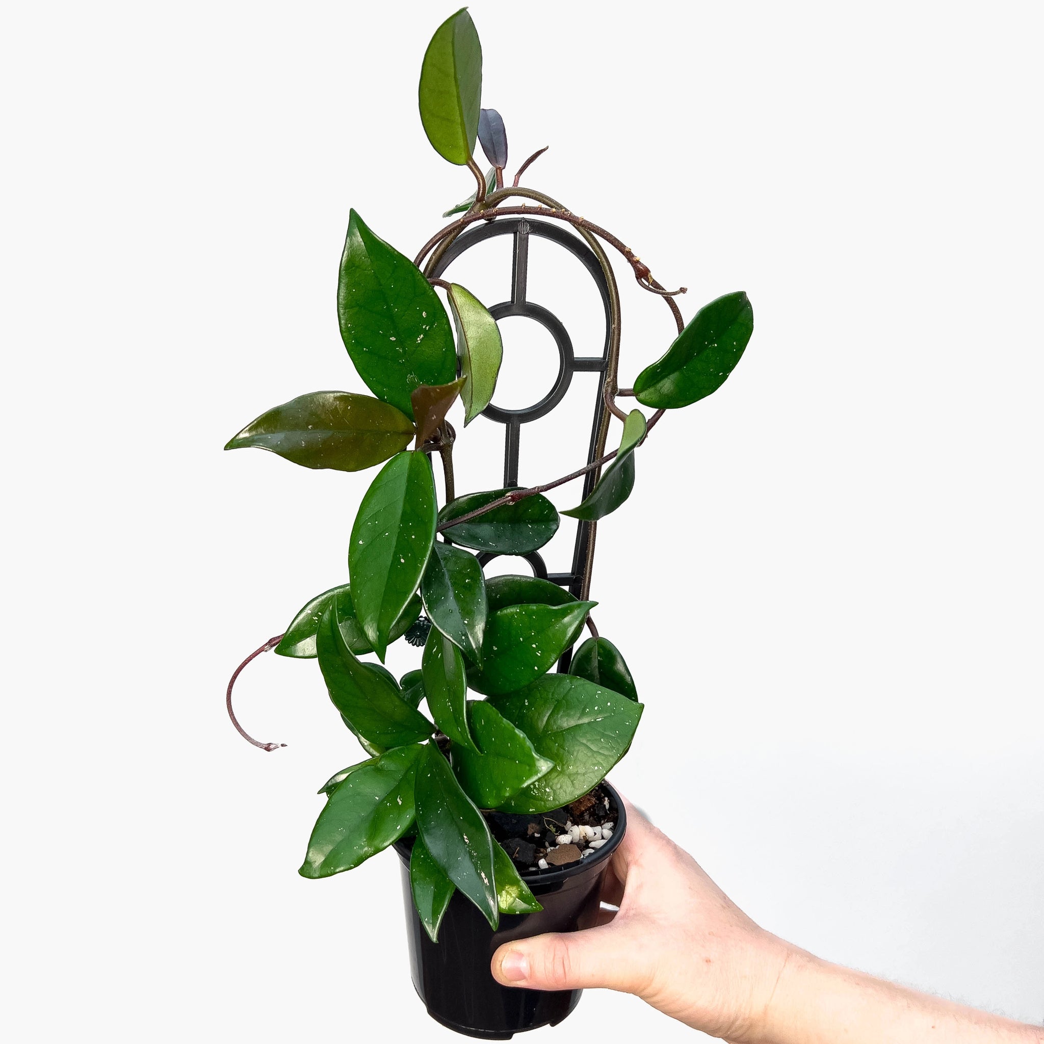 Hoya Carnosa