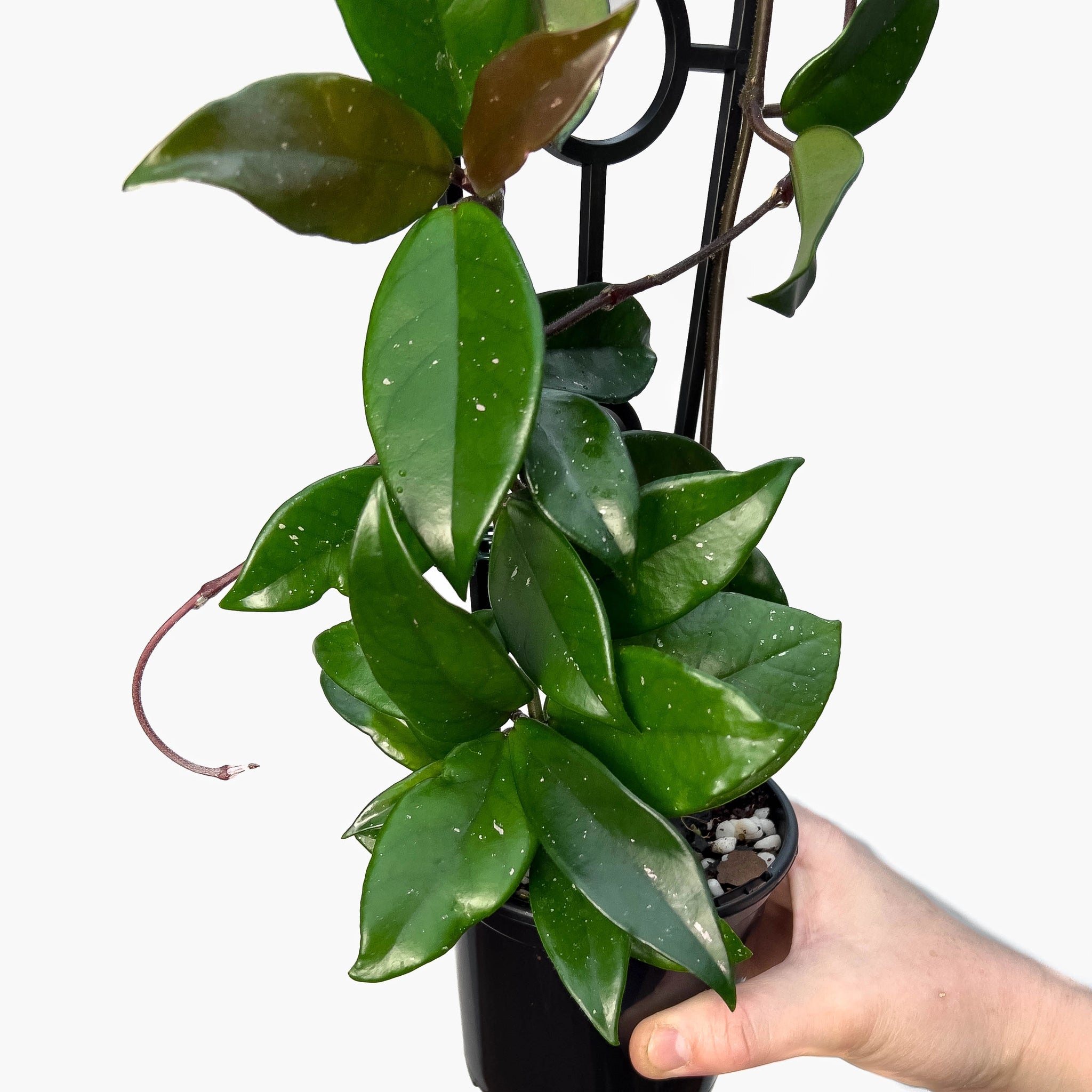 is hoya an indoor plant Hoya Carnosa