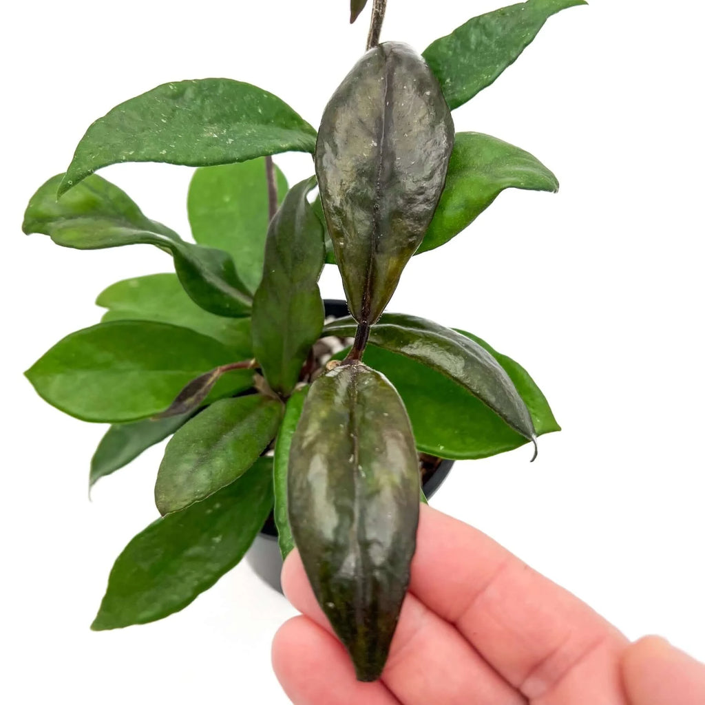 Hoya carnosa 'Rubra' plant with glossy leaves, perfect for unique indoor plants Australia. Available at Chalet Boutique, Australia.