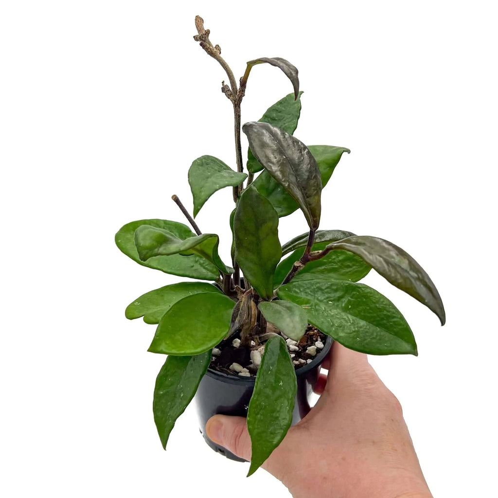 Hoya carnosa 'Rubra' | Indoor Plant | Chalet Boutique - Australia