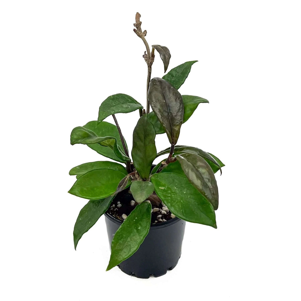 Hoya carnosa 'Rubra' | Indoor Plant | Chalet Boutique - Australia
