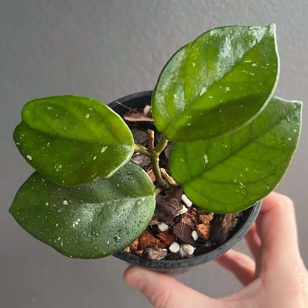 Hoya carnosa 'Freckles' with glossy green leaves in a pot, perfect for indoor gardening. Buy Hoya plants online at Chalet Boutique, Australia.
