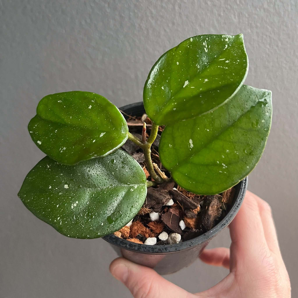 Hoya carnosa 'Freckles' in a nursery pot with lush green leaves, perfect for indoor decoration. Chalet Boutique, Australia.