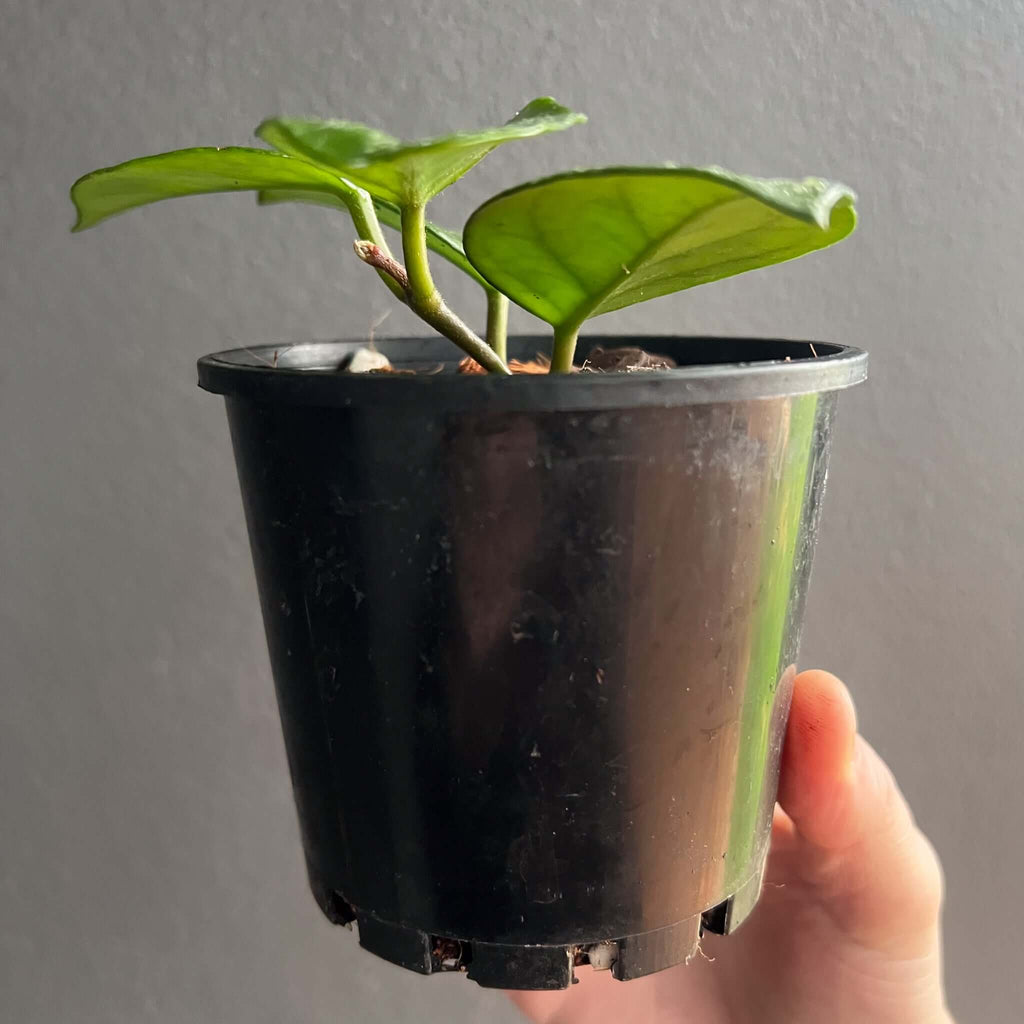 Small potted Hoya carnosa 'Freckles' with vibrant green leaves, perfect for indoor plant lovers, Chalet Boutique, Australia.