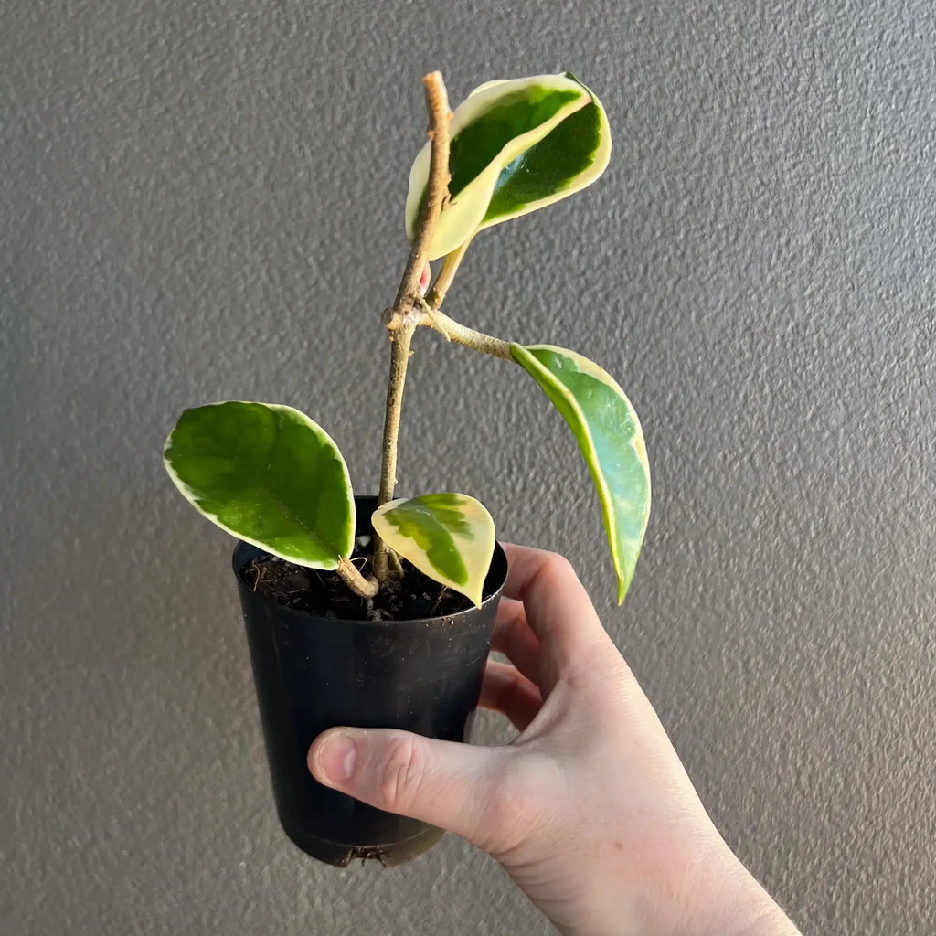 Hoya carnosa 'Purple Pride' plant with variegated leaves in a hand, perfect for indoor plant lovers. Chalet Boutique, Australia.