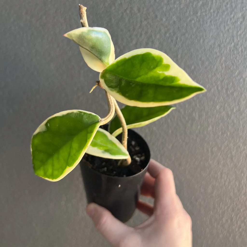 Hoya carnosa 'Purple Pride' with variegated green and cream leaves in a pot, perfect for unique indoor plants, Chalet Boutique, Australia.
