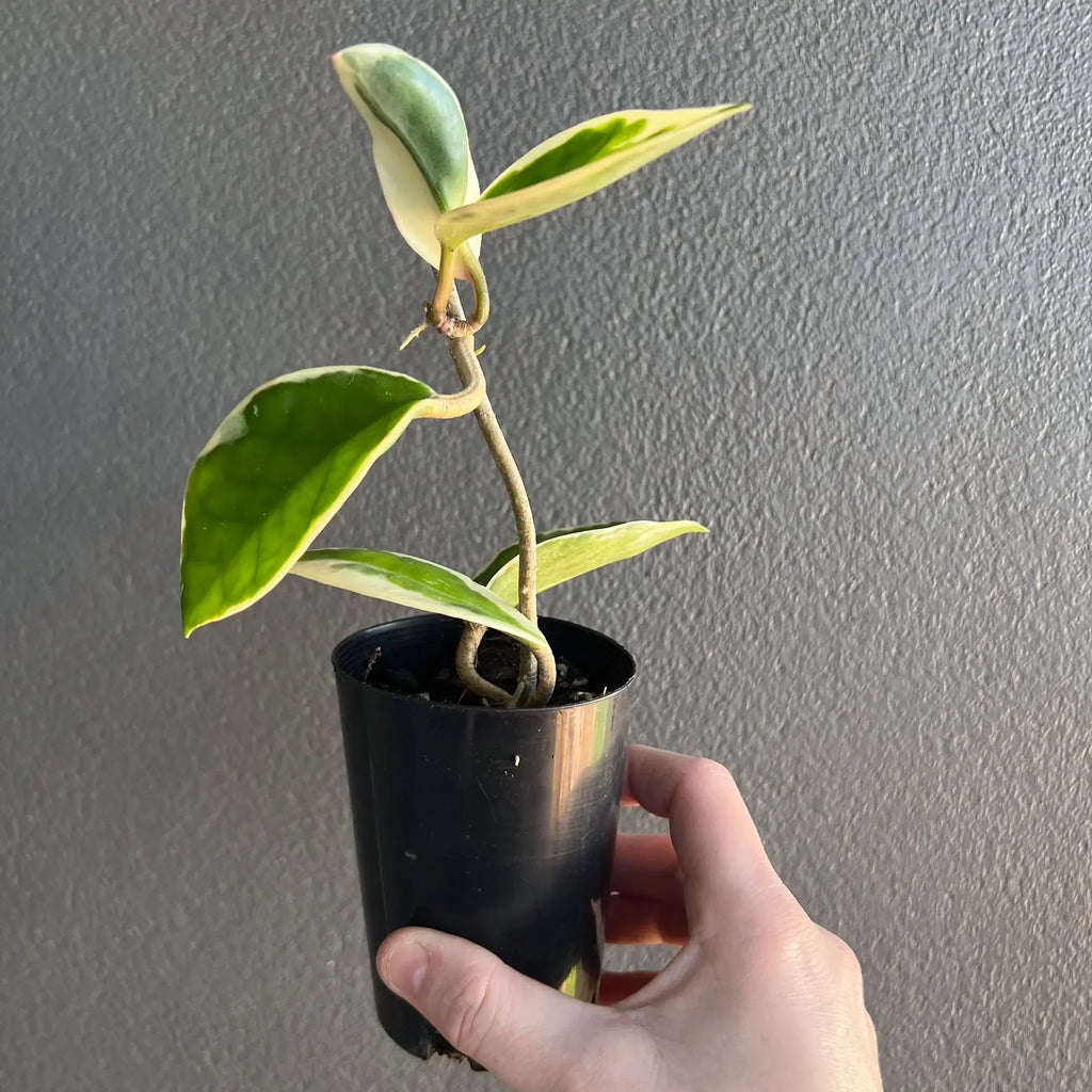 Hoya carnosa 'Purple Pride' plant with variegated leaves in a black pot, perfect for indoor plants, Chalet Boutique, Australia.