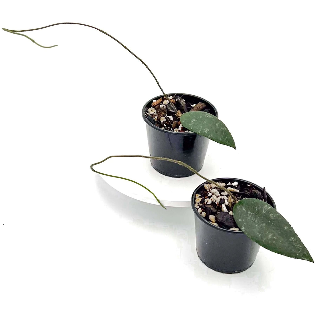Hoya caudata Sumatra | Indoor Plant | Chalet Boutique - Australia