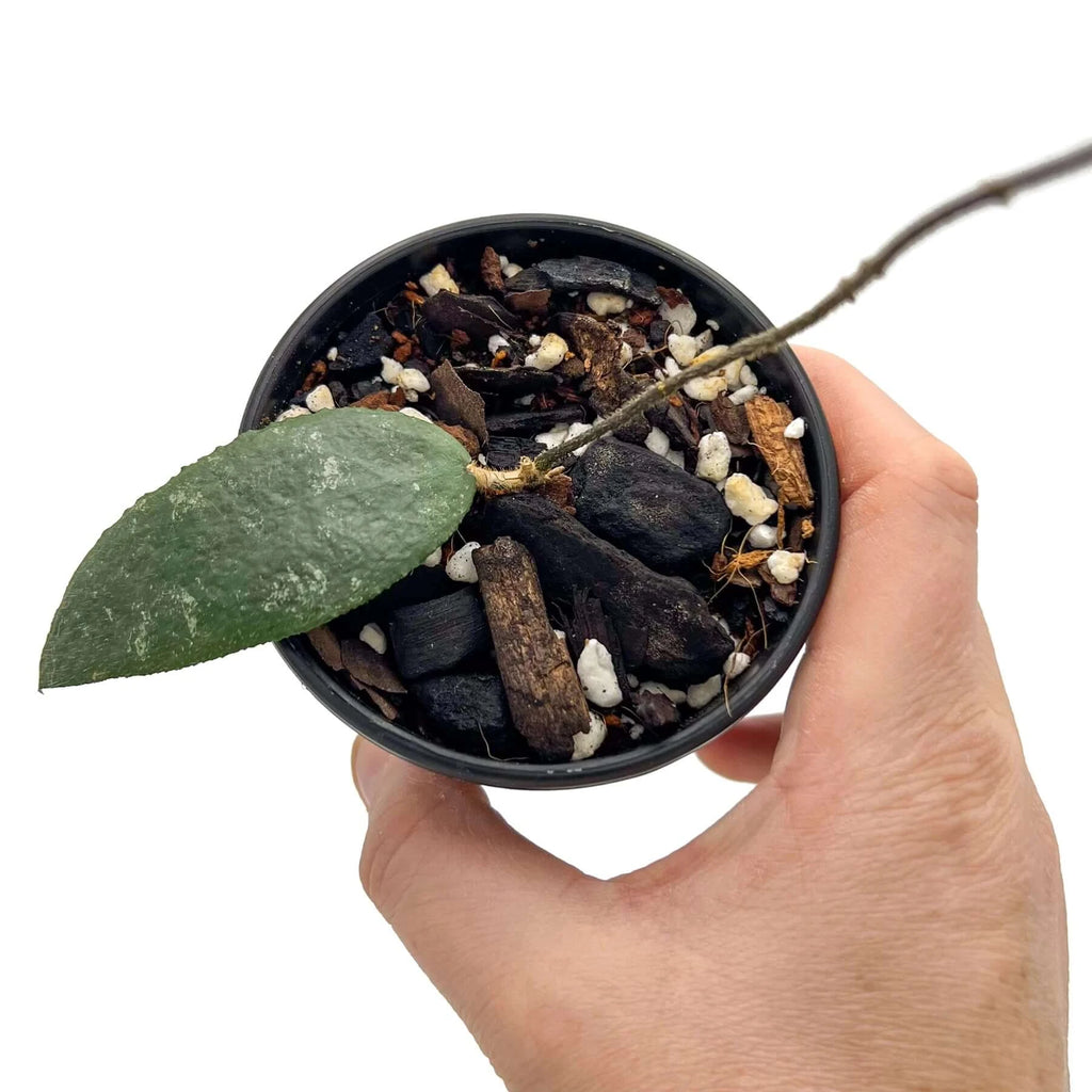 Hoya caudata Sumatra | Indoor Plant | Chalet Boutique - Australia