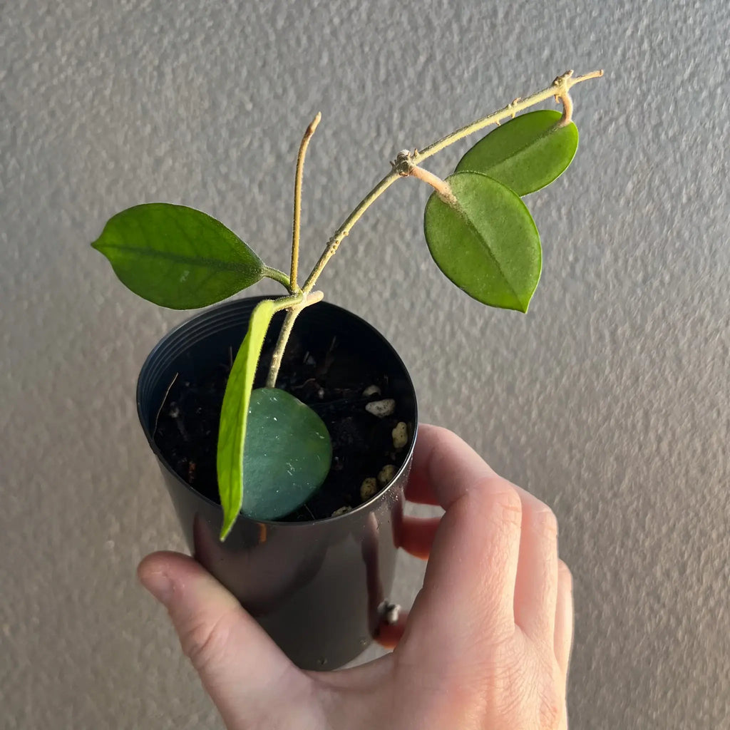 Hoya chouke plant in hand, showcasing lush green leaves, ideal for indoor plant enthusiasts. Buy Hoya plants online at Chalet Boutique, Australia.