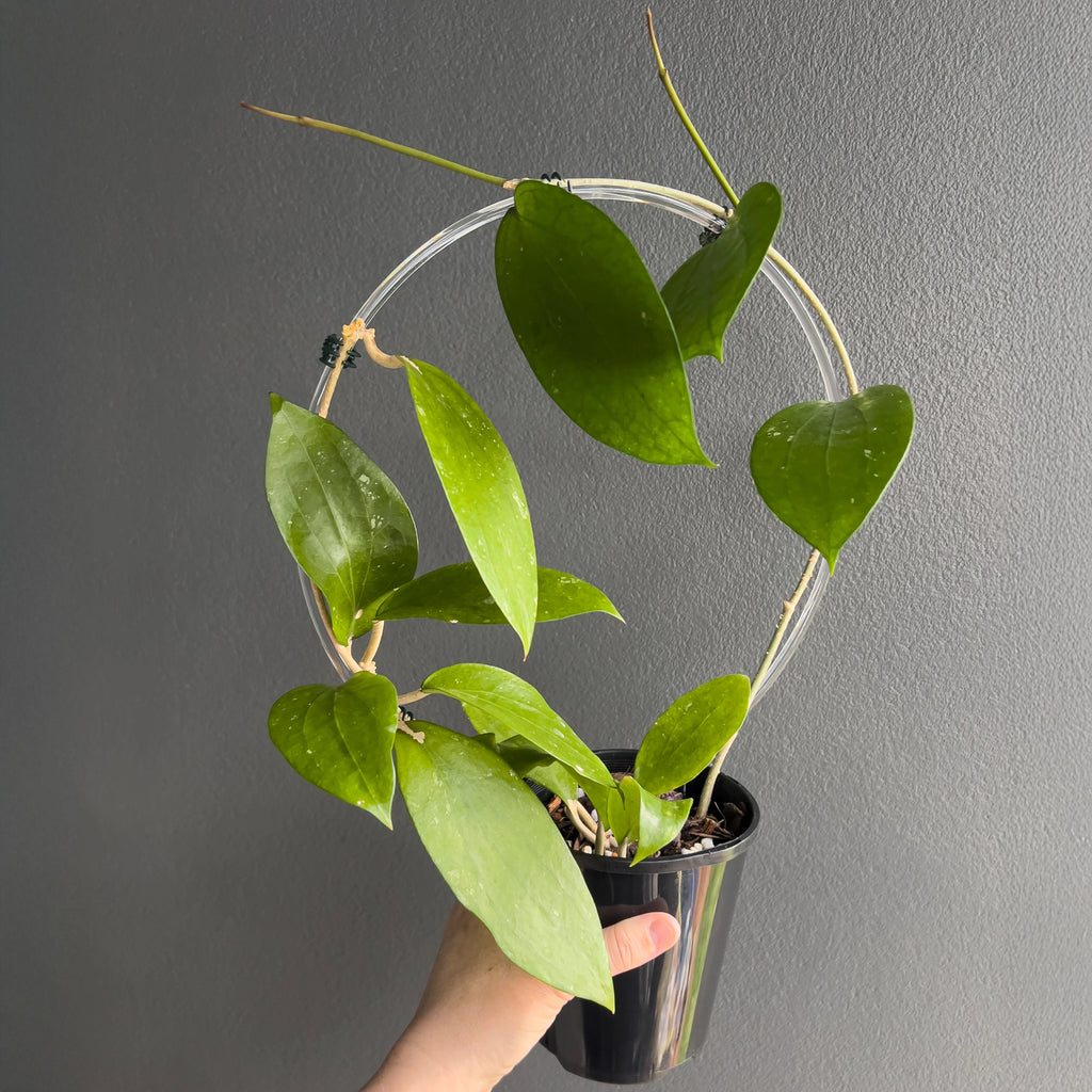 Close view of Hoya cinnamomifolia in hand highlighting the prominent midrib, strong leaf texture and wide lance shaped form.